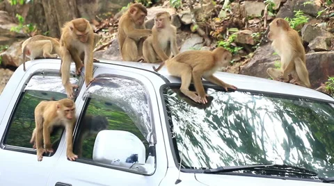 Monkey playing on the car roof. Stock Footage 64084957