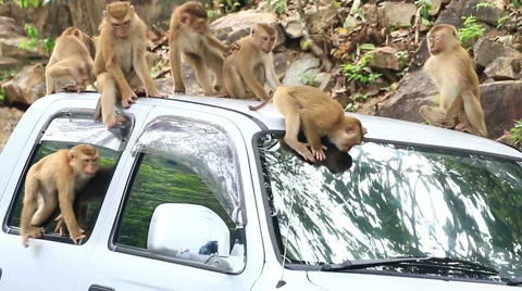 Monkey playing on the car roof. Stock Footage 64085283
