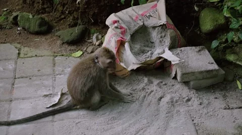 Monkey playing with cement Video stock 56231453