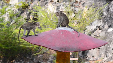 Monkey playing with each other Stock Footage 50016770