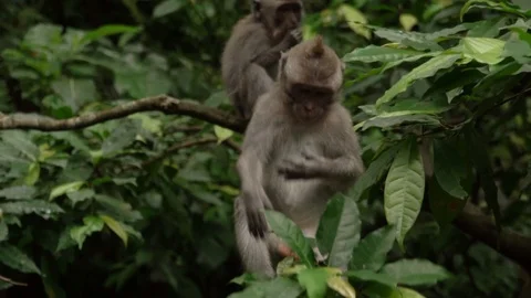 Monkey playing with green foliage sitting on a tree branch in the jungle. Stock Footage 104407778