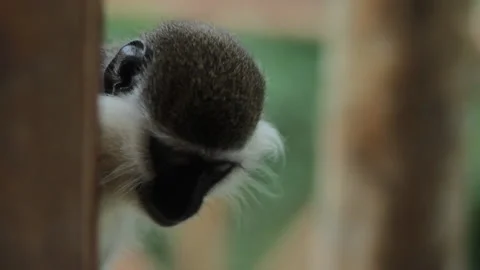 Monkey playing hide and seek Stock Footage 169667026