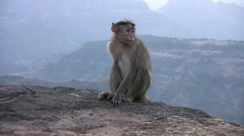 Monkey playing in India Stock Footage 11353965
