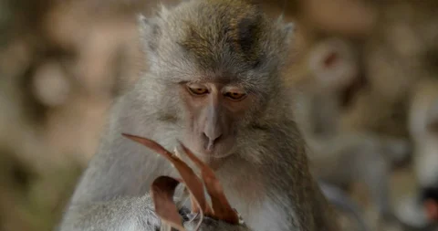Monkey playing with leaf, Bali, Indonesia, 4k Stock Footage 122209847