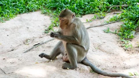 Monkey is playing mischievous in the park. Stock Photos