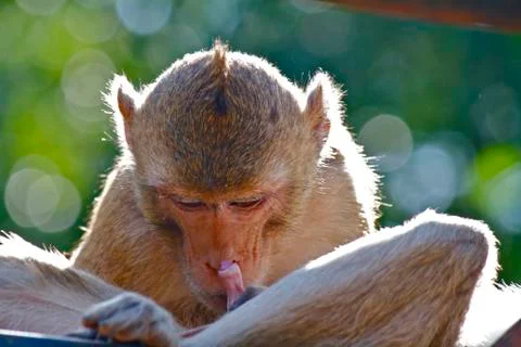 Monkey playing with other monkey Foto stock