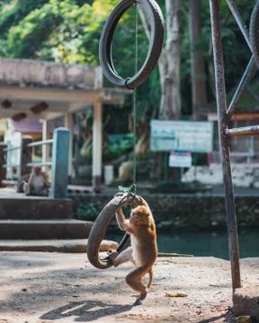 Monkey Playing Stock Photos
