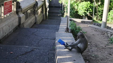 Monkey playing with plastic bottle. Video stock 274529709