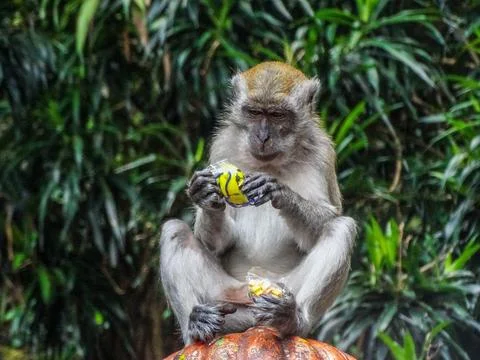 Monkey Playing with Plastic Waste at Batu Caves, Malaysia Stock Photos