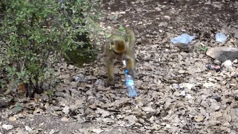 Monkey playing with plastic water bottle Stock Footage 83222285