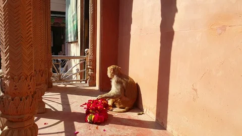 Monkey Playing With Rosary Outside View of Sneh Bihari Temple Stock Footage 129626519
