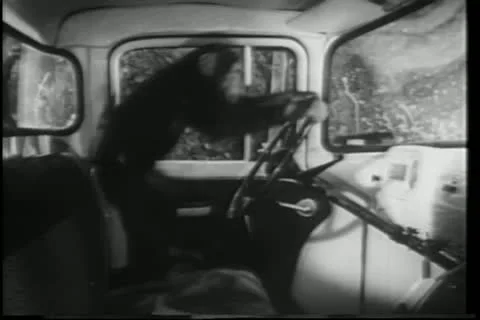 Monkey playing with steering wheel inside car Stock Footage 11349083