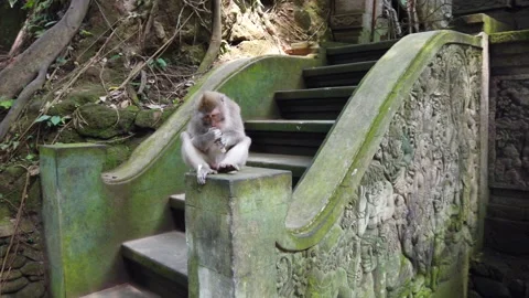 Monkey playing with trash, 360 shot, Bali, HD Stock Footage 158596671