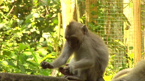 Monkey playing on a tree at the Monkey Forest in Bali Stock Footage 41380249