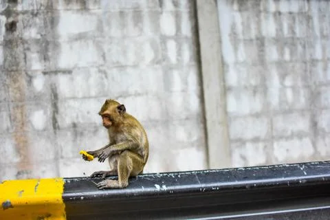 Monkey is playing on the waterfront Stock Photos