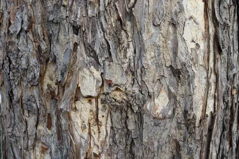 Monkey pod bark texture. Stock Photos