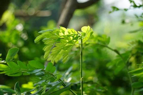 Monkey pod tree (Samanea saman, rain tree, giant thibet) Stock Photos