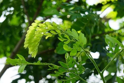 Monkey pod tree (Samanea saman, rain tree, giant thibet) Stock Photos