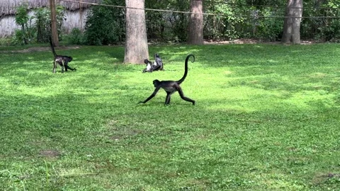 Monkey, Pond5 clip. Stock Footage 204791185