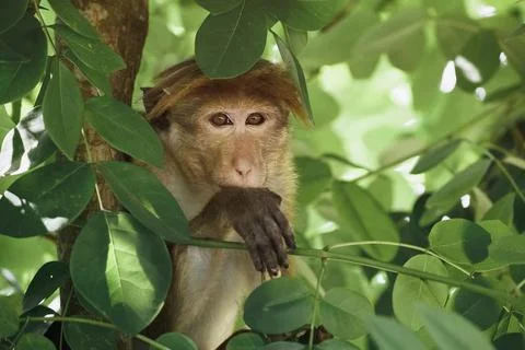 Monkey Portrait. Close-up of a Monkey Face in a Natural Forest Stock Photos