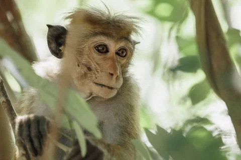 Monkey Portrait. Close-up of a Monkey Face in a Natural Forest Stock Photos