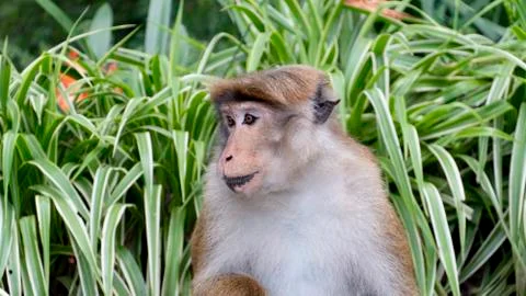 Monkey Portrait Close Up Photos