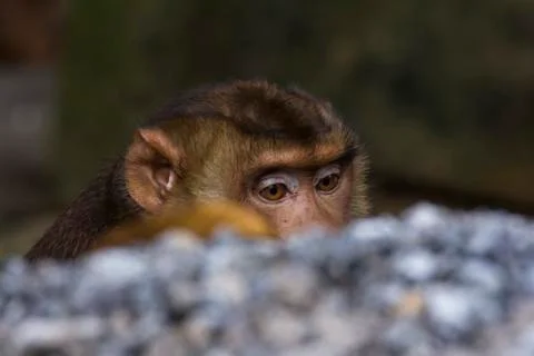 A monkey portrait in the garden Foto stock