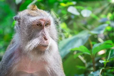 Monkey portrait on a green background. Foto stock