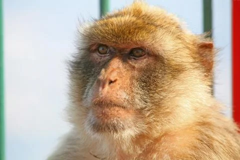 Monkey  portrait Stock Photos