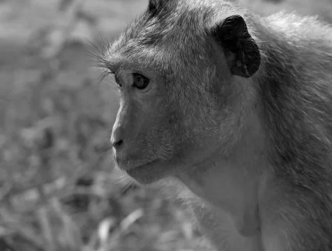 Monkey Portrait Stock Photos