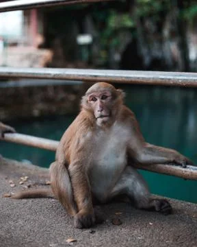 Monkey Portrait Stock Photos