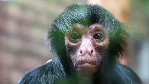 Monkey portrait 스톡 사진