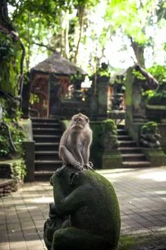 Monkey portrait from the Sacred Monkey Forest Sanctuary in Ubud, Bali, Indonesia 库存照片