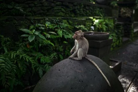 Monkey portrait from the Sacred Monkey Forest Sanctuary in Ubud, Bali, Indone 库存照片