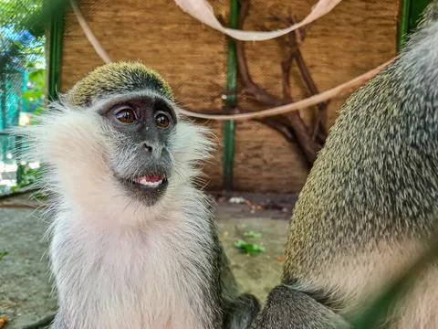 Monkey portrait in the zoo Stock Photos