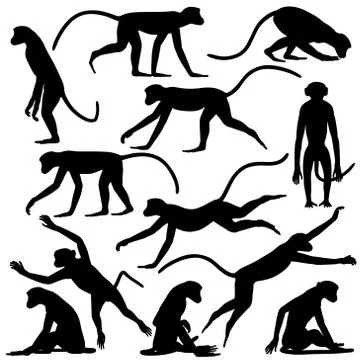 Monkey poses Stock Illustration