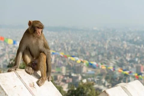 Monkey posing for photo Stock Photos