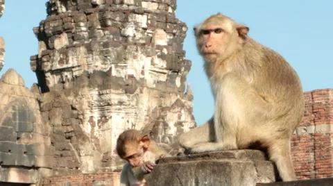 Monkey at Pra prang sam yod. Stock Footage 52508740