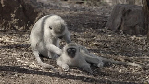 Monkey preening another monkey Stock Footage 161857040