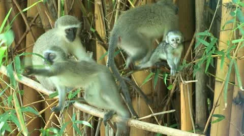 Monkey preening session Stock Footage 11226298