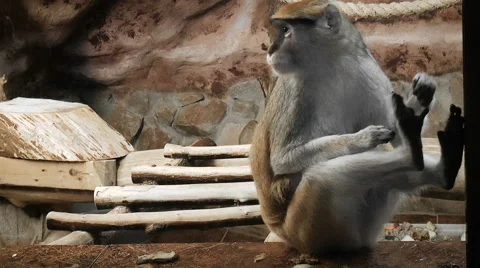 Monkey. primacy licking himself Stock Footage 68388086