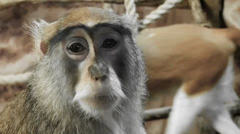 Monkey. primacy looking at the camera Stock Footage 68388083