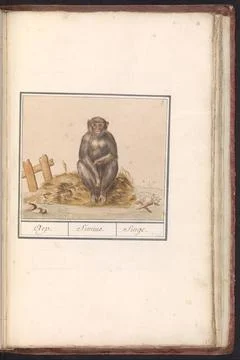 Monkey (Primates); Aep. / Simius. / Singe. Sitting monkey. Numbered at the... 写真素材