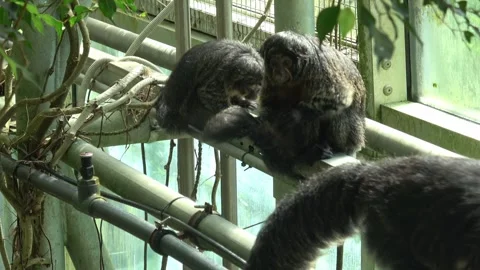 Monkey primates cleaning their fur Stock Footage 241305483