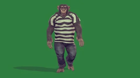 A monkey in prison uniform isolated isolated on green screen background Stock Footage 336890417