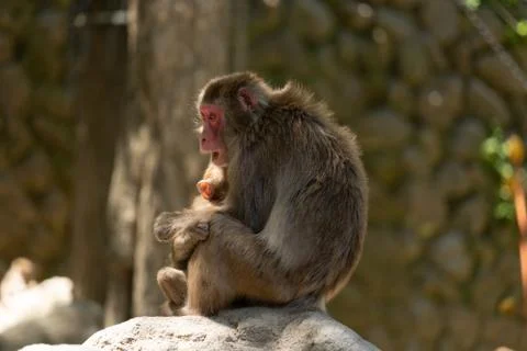 A monkey is protecting her child Stock Photos