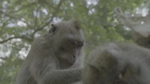 Monkey Pruning Stock-Footage 246410452