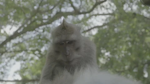 Monkey Pruning Stock Footage 246410454