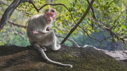 Monkey pulls baby to her breast sitting on a rock Stock-Fotos