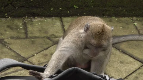 Monkey pulls the backpack of a tourist in the forest of Ubud. Stock Footage 104153820